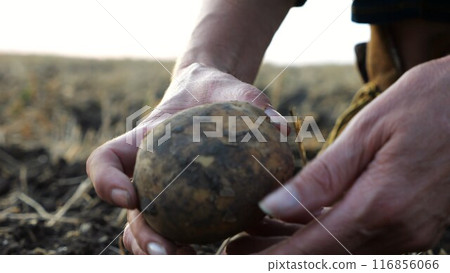 Female hands of agronomist picking potato at field on summer day. Adult arms of a farmer examining harvest stained with ground at meadow. Concept of agricultural business. Close up Slow motion Female hands of agronomist picking potato at field on summer day. Adult arms of a farmer examining harvest stained with ground at meadow. Concept of agricultural business. Close up Slow motion 116856066