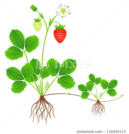 Strawberry plant with roots, flowers, fruits and daughter plant. Strawberry plant with roots, flowers, fruits and daughter plant. 116856115