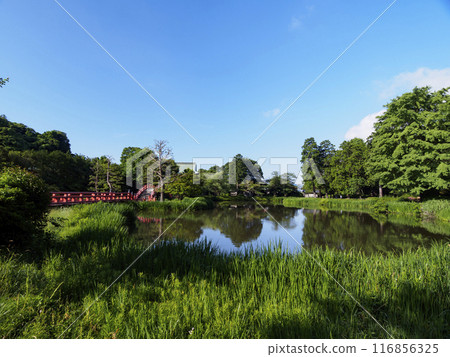 與池塘的風景 116856325
