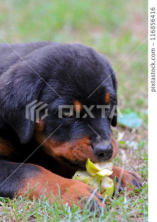 Rottweiler 116856416