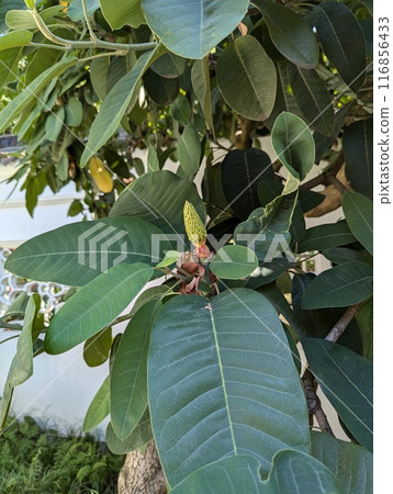 Single Magnolia Delavayi's flower commonly known as Delavay's magnolia or Chinese evergreen magnolia Single Magnolia Delavayi's flower commonly known as Delavay's magnolia or Chinese evergreen magnolia 116856433