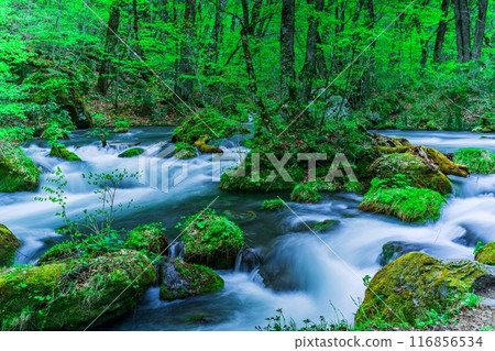 Asura新鮮的綠色流Oirase小河 116856534