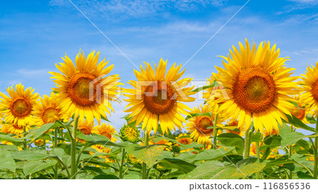 Blue sky and sunflowers 1 116856536