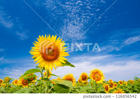Blue sky and sunflowers 7 Blue sky and sunflowers 7 116856542