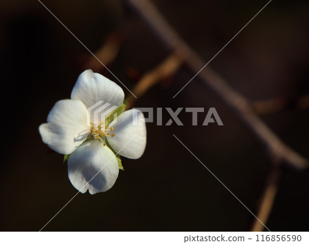 Cherry blossoms blooming in November: Koshino Fuyuzakura Cherry blossoms blooming in November: Koshino Fuyuzakura 116856590