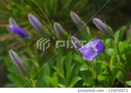 Iwagikyou flowers blooming along the hiking trail Iwagikyou flowers blooming along the hiking trail 116856873
