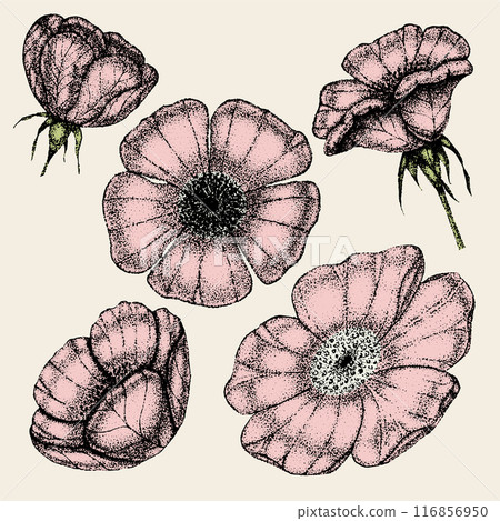 Collection of vintage flowers, leaves and berries of wild rose. Rose hip hand drawn, sketches, pointillism style. 116856950