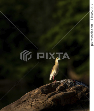 adult Indian Pond Heron or Ardeola grayii bird in breeding plumage and natural green background perched on big rock in golden hour sunset light at forest of central india asia adult Indian Pond Heron or Ardeola grayii bird in breeding plumage and natural green background perched on big rock in golden hour sunset light at forest of central india asia 116857007