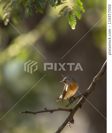 Red breasted flycatcher or Ficedula parva closeup or portrait perch on branch natural green background during winter season migration at ranthambore national park forest reserve rajasthan india asia Red breasted flycatcher or Ficedula parva closeup or portrait perch on branch natural green background during winter season migration at ranthambore national park forest reserve rajasthan india asia 116857008
