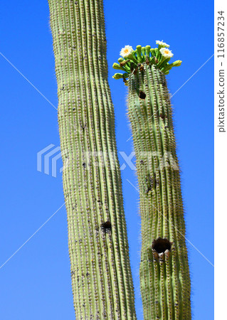 Old Blooming Saguaro Cactus Sonora desert Arizona 116857234