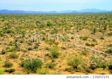 Central Sonora Desert Arizona 116857235