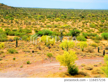 Central Sonora Desert Arizona 116857236