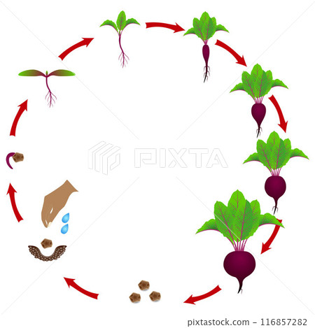 Growth stage of red beet is isolated on a white background. Growth stage of red beet is isolated on a white background. 116857282