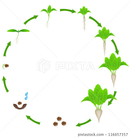 Growth stage of beet is isolated on a white background. 116857357