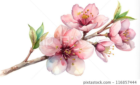 Blooming sakura branch isolated on white background, watercolor 116857444