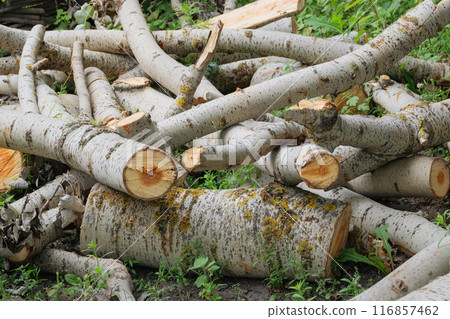 Stack of firewood. Firewood warehouse in the countryside. Woodpile fresh cut logs at sawmill factory. Poplar wood. 116857462