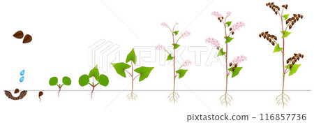 Cycle of growth of a buckwheat plant on a white background. 116857736