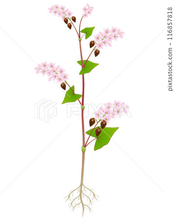 Buckwheat plant with roots isolated on white background. 116857818