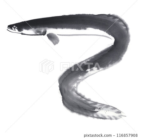Eel drawn in ink 116857908