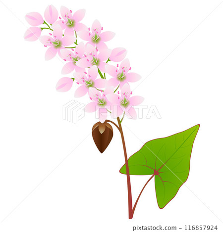 A branch of buckwheat with flowers and fruits. 116857924