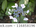 Hydrangea in a Japanese flag pattern 116858196