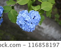 Blue Heart of hydrangea 116858197