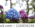 Blue hydrangea 116858198