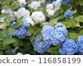 Blue and white hydrangea 116858199