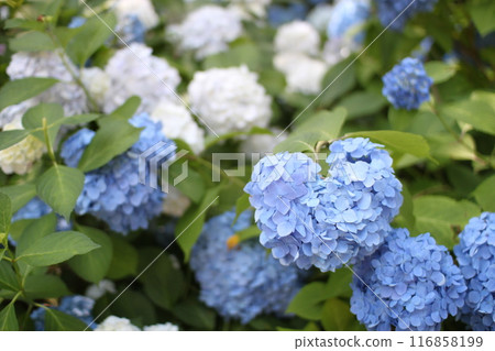 藍色和白色繡球花 116858199