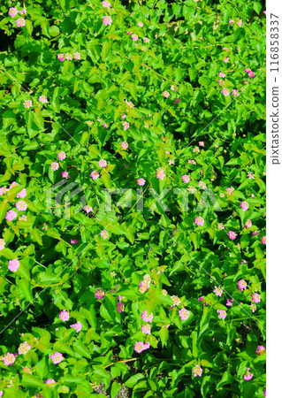 馬纓丹花(背景資料) 馬纓丹花(背景資料) 116858337