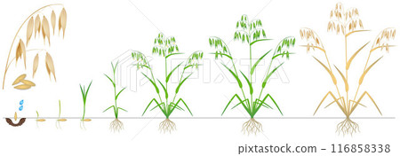 Cycle of growth of a oat plant on a white background. Cycle of growth of a oat plant on a white background. 116858338