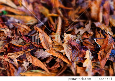 colorful braun autumn leaves background 116858371