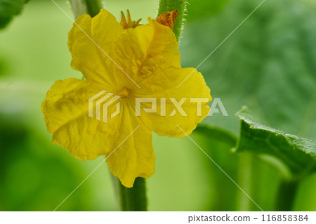 Young cucumber yellow flower hanging on lianas of plants in green house Young cucumber yellow flower hanging on lianas of plants in green house 116858384