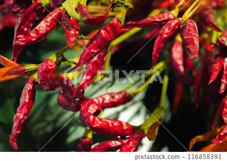 Red pepper 116858391