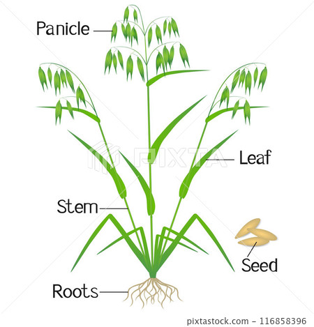 An illustration showing parts of a oat plant. An illustration showing parts of a oat plant. 116858396