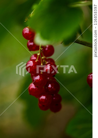 Branch of ripe red currant in a home garden 116858397