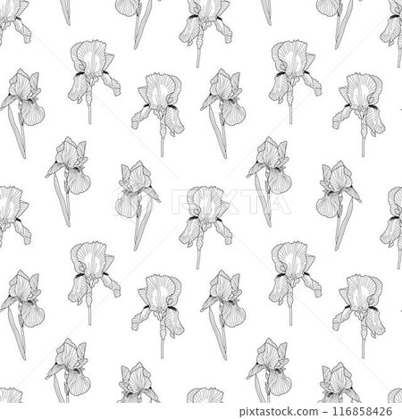 Iris spring garden flower hand drawn outline seamless pattern, repeat floral ornament for textile, fabric, gift paper, February birth month flower, botanical vintage illustration for fashion prints 116858426