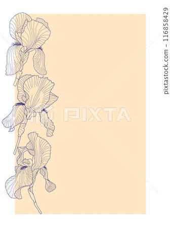Iris flower, leaves card template outline hand drawn botanical illustration, floral design element line art style, graphic clipart for invitation, card, wedding decor, February birth month flower 116858429