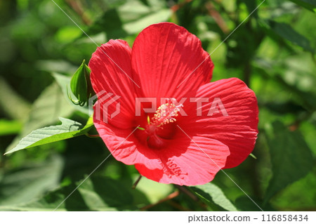 紅色 titanbicus 花 紅色 titanbicus 花 116858434