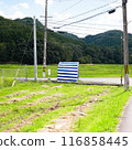 Landscape with countryside rice field 116858445