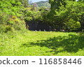 Fresh green trees 116858446