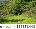 Mountain trail with fresh greenery 116858448
