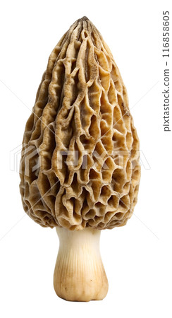 Morel mushroom Super detailed White background Morel mushroom Super detailed White background 116858605