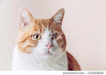 Cat looking sideways 116858689