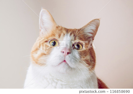 A cat watching over 116858690