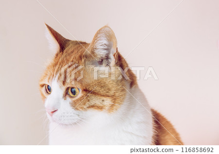 Lateral cat Lateral cat 116858692