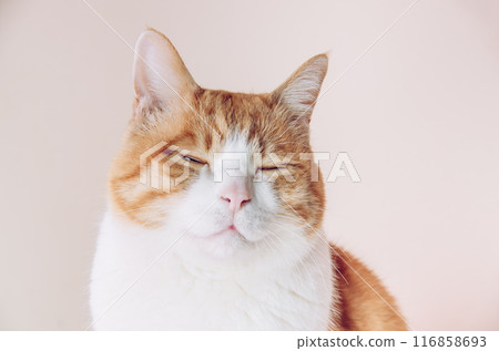A cat with a gentle expression 116858693