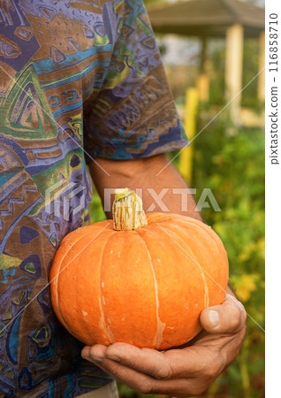 man holds pumpkin. Preparing for Halloween. Pumpkin harvest. pumpkin in the hands of man on background of greenery. 116858710