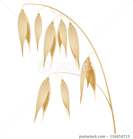 Oat spike or ears isolated on white background. 116858715