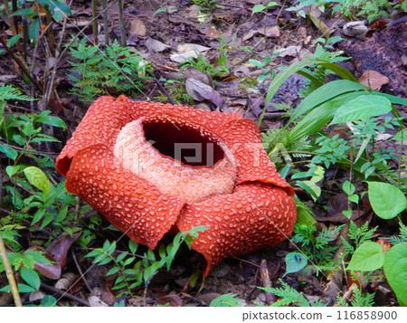Rafflesia in Kota Kinabalu, Borneo 1 116858900
